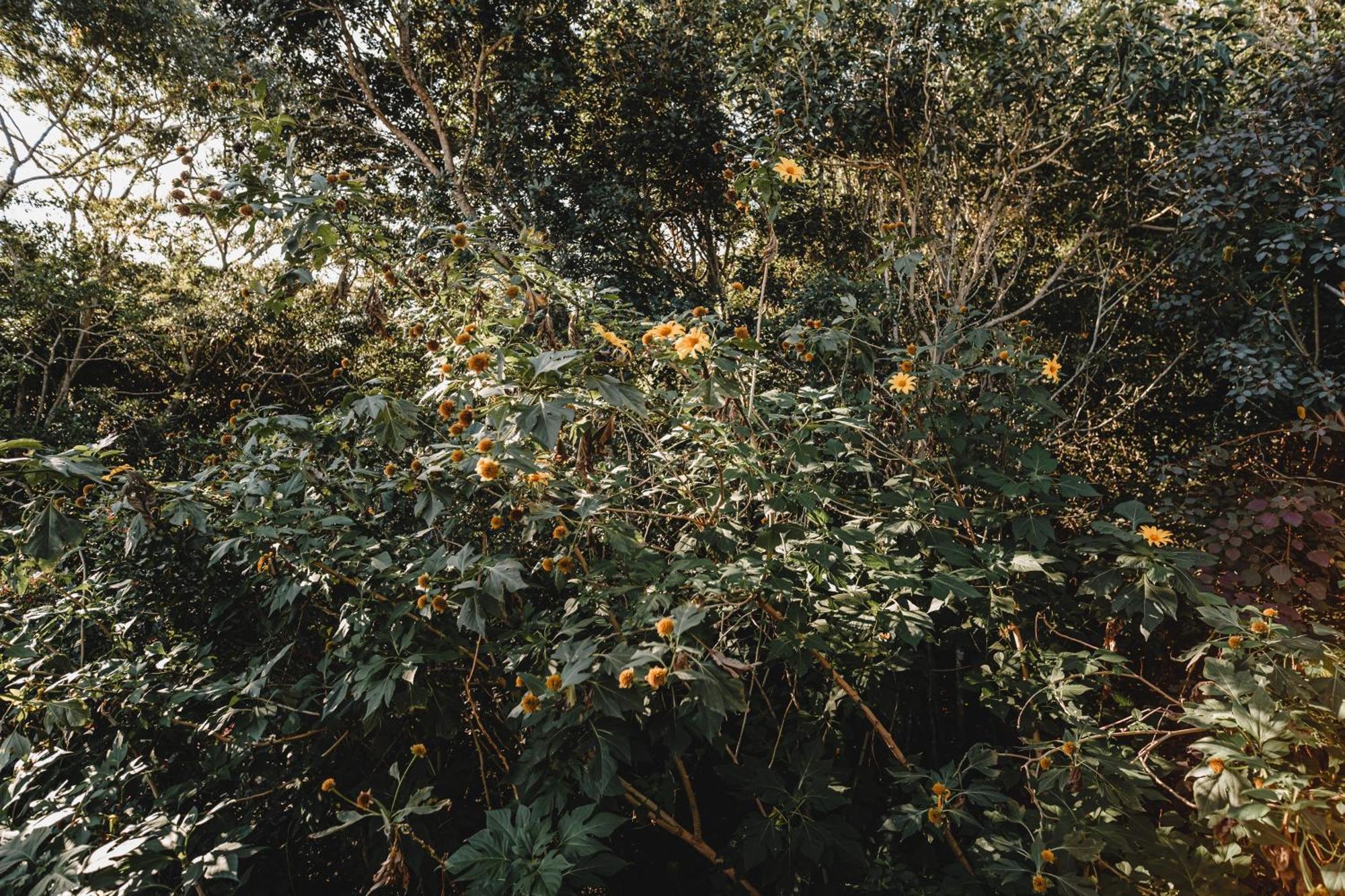 Pousada Colina Verde Garopaba Buitenkant foto